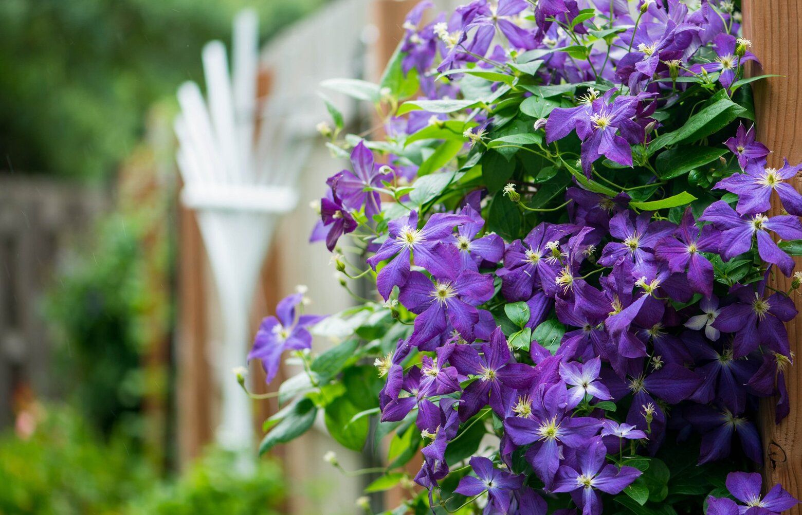 Add blues and purples to your garden with these beautiful plants