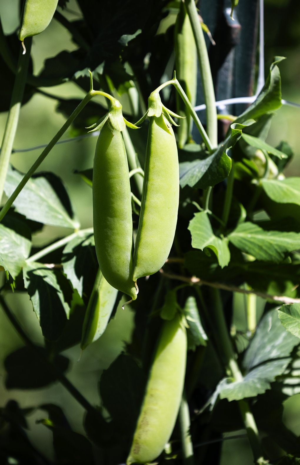 Sugar snap peas at Long Hearing Farm where Elizabeth Bragg’s team is carrying forward a tradition in local farming that Bragg learned with the help of Anne Schwartz. (Ken Lambert / The Seattle Times)