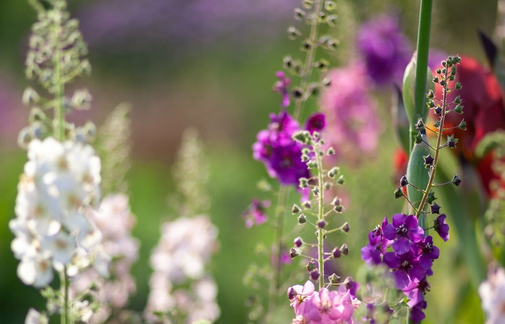 Verbascum varieties create great vignettes in perennial beds