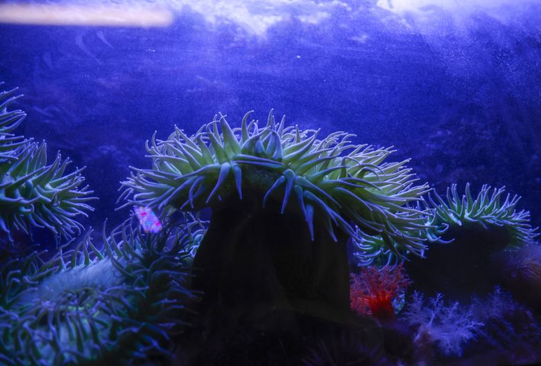Green anemone in a tank glow under UV light at the MaST Center Aquarium in Des Moines. (Andrew Burke-Stevenson / The Seattle Times)