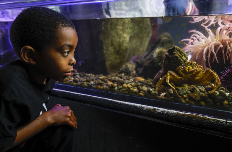 Khalil Smith, 7, watches a crab in a touch tank at the MaST Center Aquarium in Des Moines. (Andrew Burke-Stevenson / The Seattle Times)