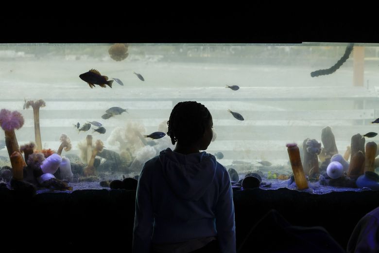 A young visitor looks at a fish tank with a view of the pier at the MaST Center Aquarium on Redondo Beach in Des Moines. (Andrew Burke-Stevenson / The Seattle Times)