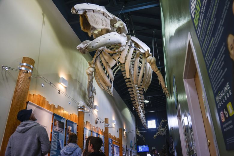Visitors walk under a 38-foot gray whale skeleton in the entrance of the MaST Center Aquarium’s main facility in Des Moines. (Andrew Burke-Stevenson / The Seattle Times)