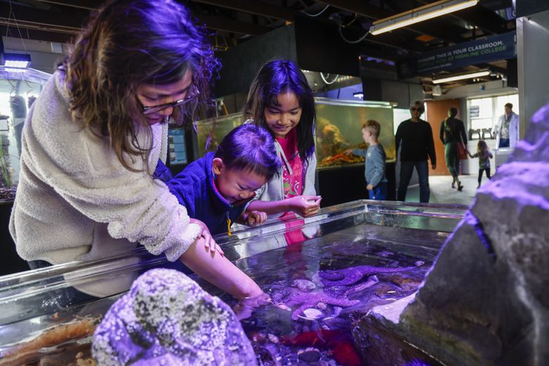 Vy Dao, left, Oliver Tran, 2, and Addison Tran, 9, explore a touch tank at the aquarium during one of its Discovery Days, when it opens for free to the public on Saturdays and Sundays in July and August. The rest of the year it’s open for visitors only on Saturday. (Andrew Burke-Stevenson / The Seattle Times)