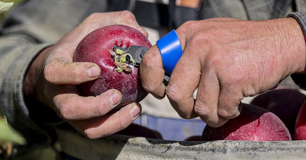 WA farm labor contractor fined $700,000 over worker violations
