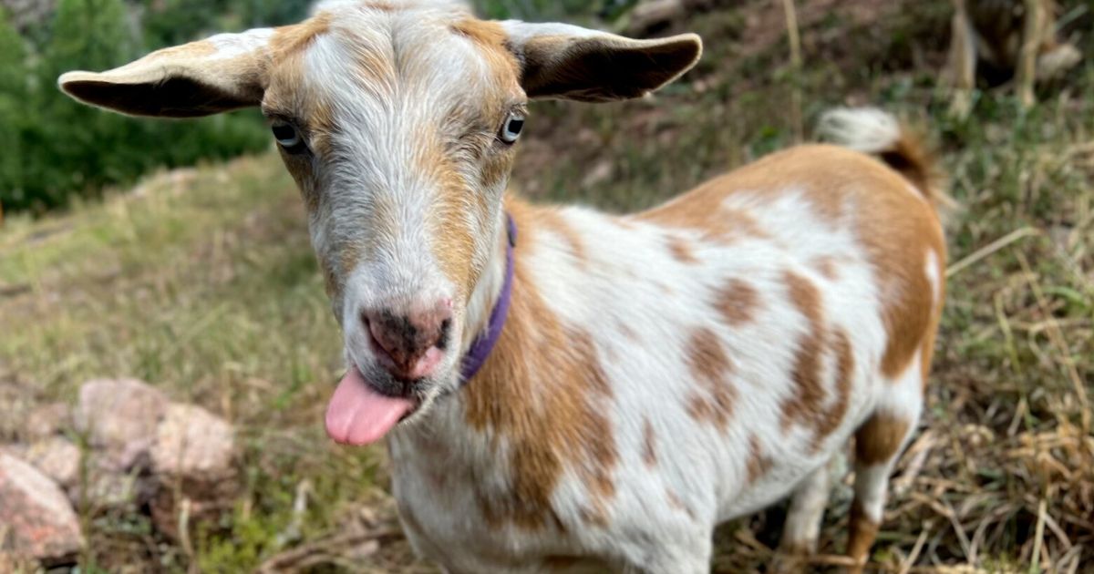 The GOAT: Hooved friend provides moral support to firefighters in Colorado