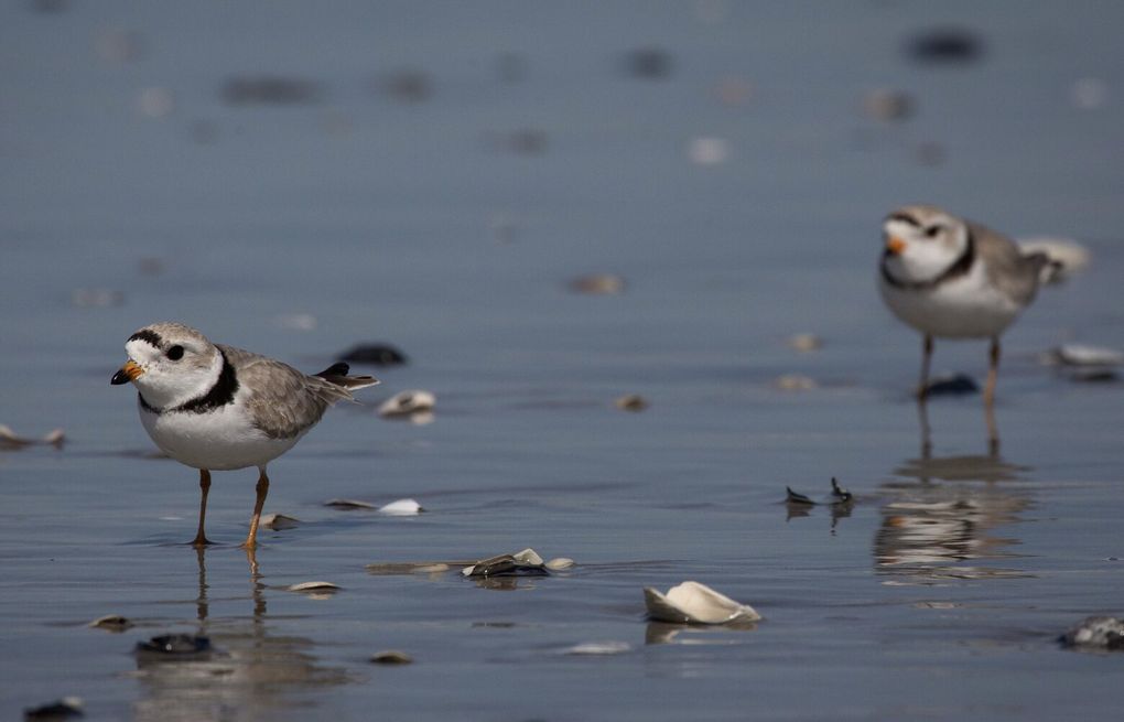 Trump, Ending Decades of Protection, Opens Wild Habitats to Drilling and Mining