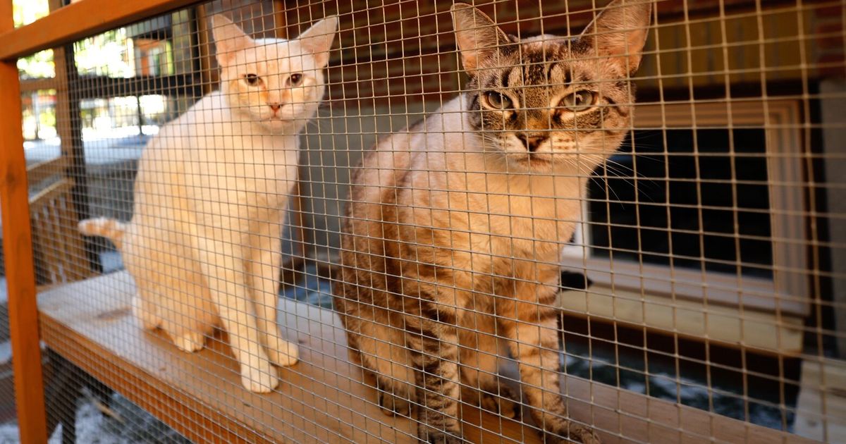 Your cat is being nice? Think again