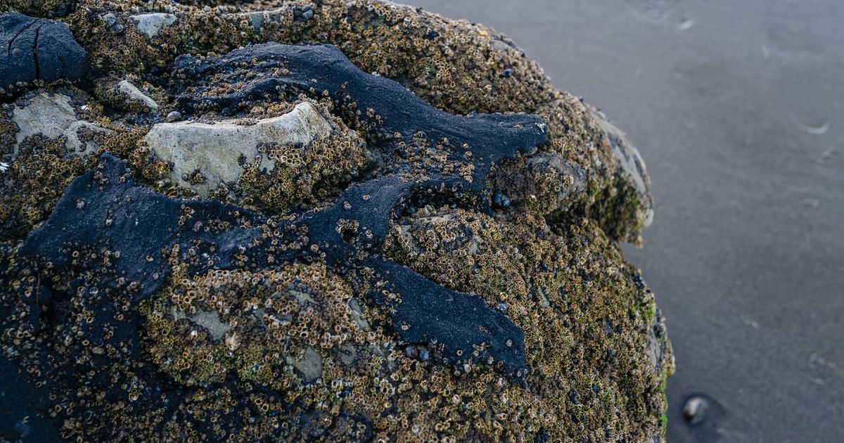 California blocked an oil pipeline in Santa Barbara. Trump forced it open