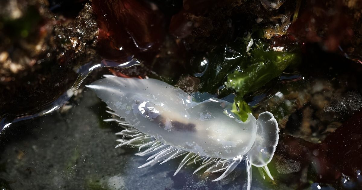 Low tide reveals coastal wonders at Edmonds park