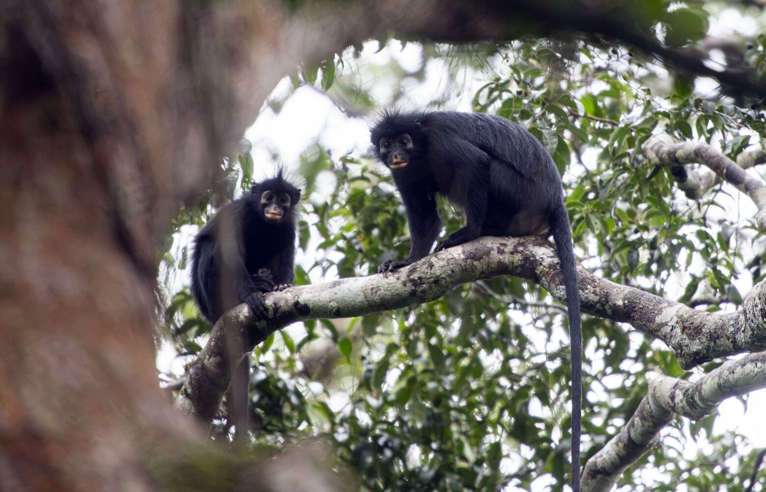 Meet Earth's newest monkey. (And check out its orange lips) | The