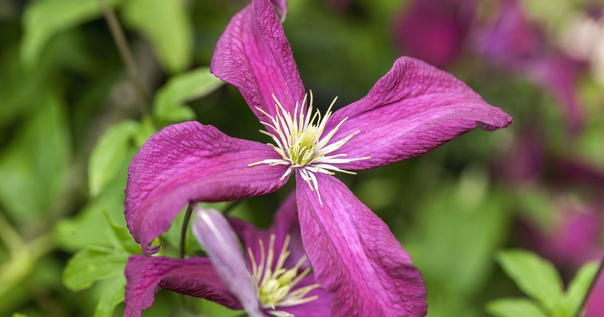 Clematis have spectacular blooms. Which kind is right for you?