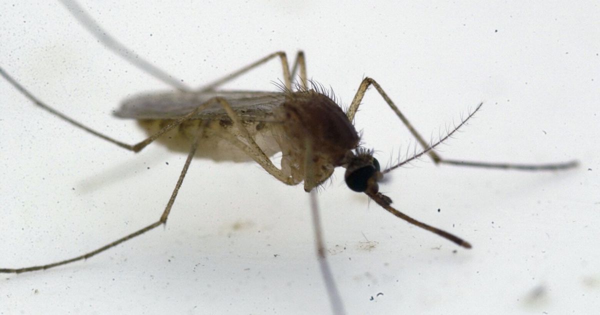 Cases of West Nile virus hit 5-year high in California; 3 have died