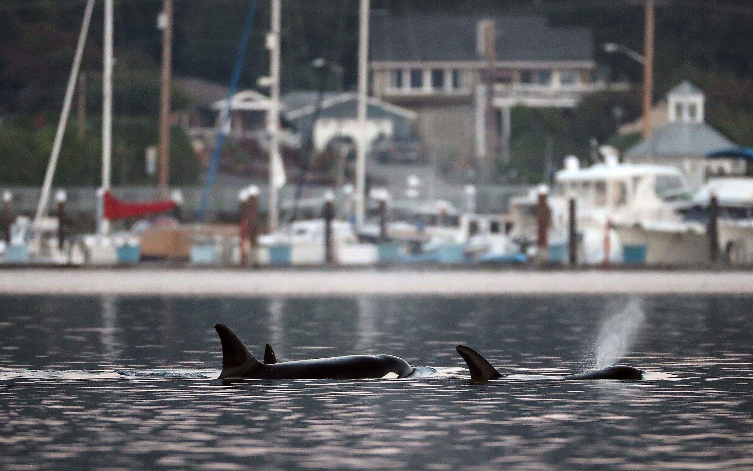 A pod of Bigg’s orcas swims and hunts in Liberty Bay in Poulsbo. (Meagan M. Reid / Kitsap Sun / USA Today via Reuters, 2022)