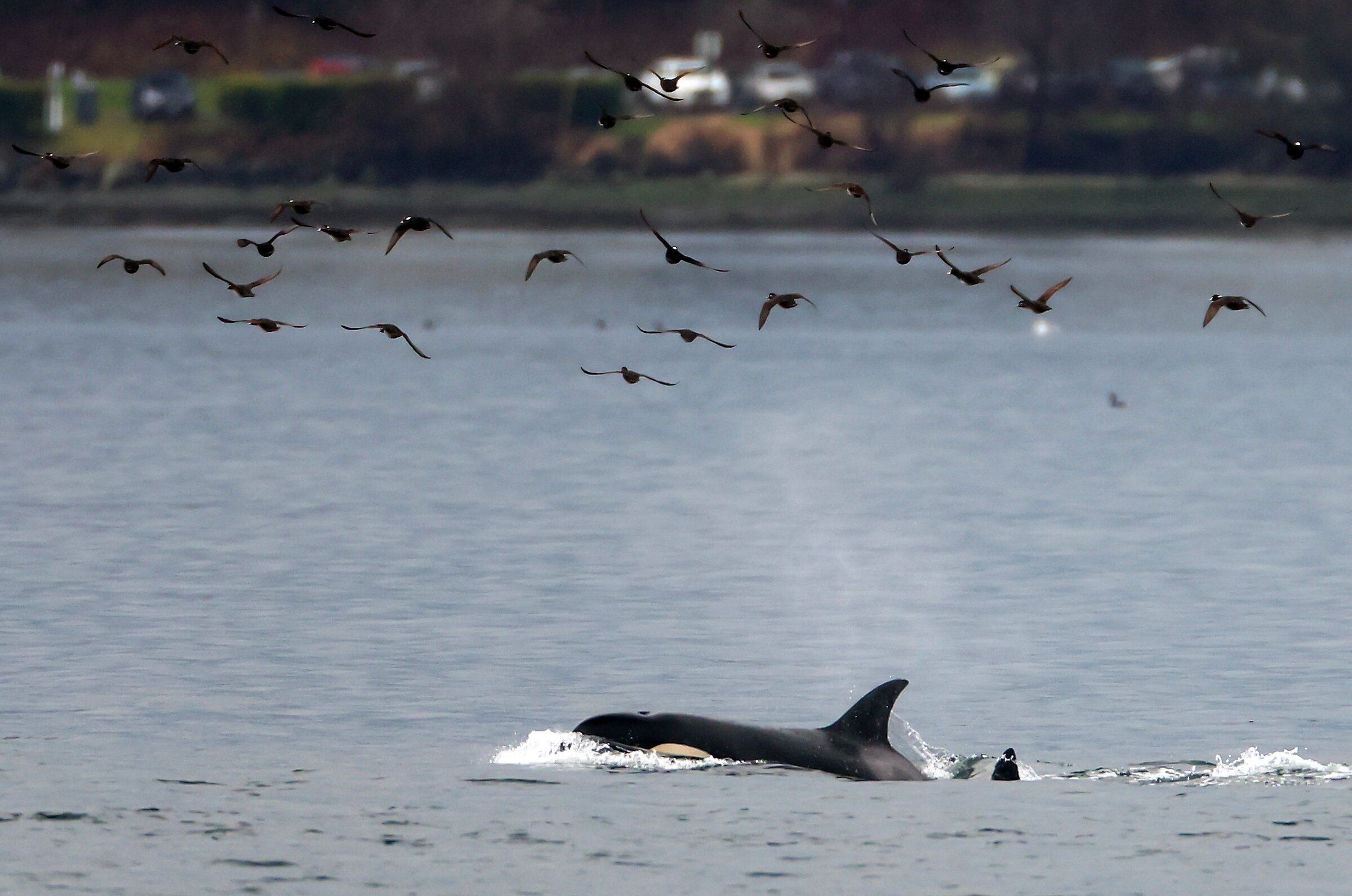 A flock of surf scoters fly overhead as an orca calf belonging to the T99 pod, Bigg’s orca, surfaces off the shore of Manette, Kitsap County. Known affectionately by those who follow them from the shore as “ sneaky T’s” the pod kept people guessing all afternoon as they changed direction multiple times, disappeared and reappeared in various locations in Sinclair Inlet and Port Orchard. (Meegan M. Reid / USA Today via Reuters, 2025)