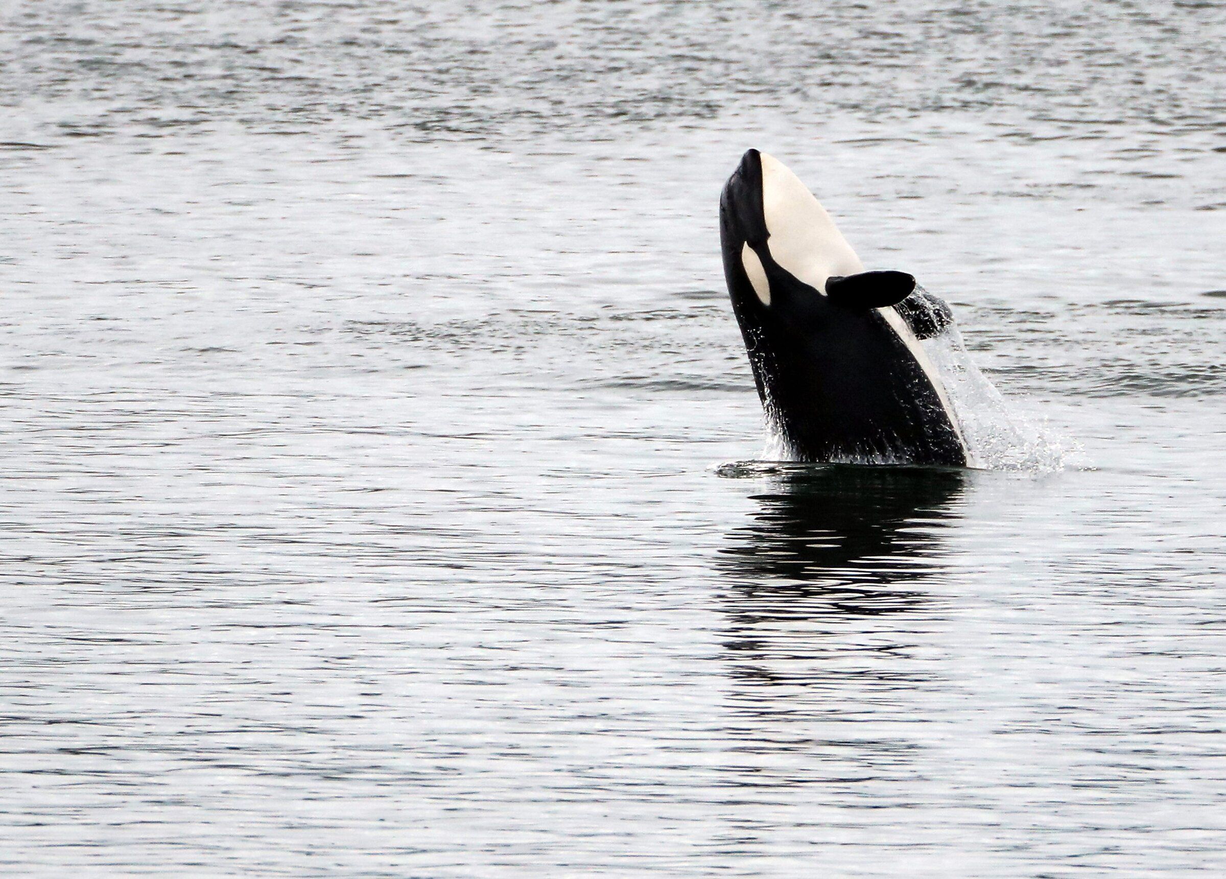 A large Bigg’s orca leaps out of the water off the coast of Manette while a pod known as T65A hunted for breakfast in Bremerton. (Meagan M. Reid / Kitsap Sun / USA Today via Reuters, 2023)
