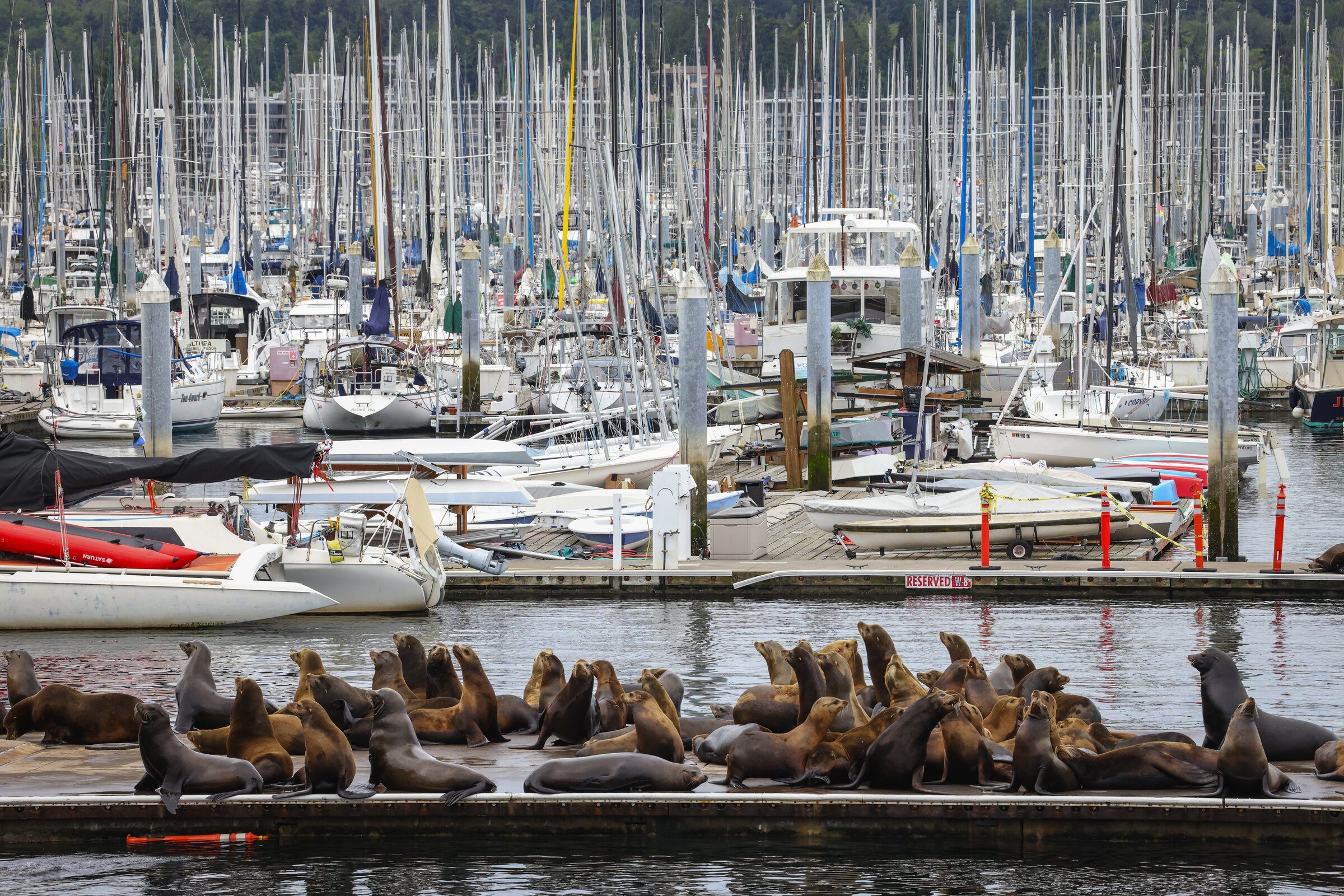 From fall through spring, dozens of sea lions often rest on a dock in Shilshole Bay in Ballard. (Ken Lambert / The Seattle Times)