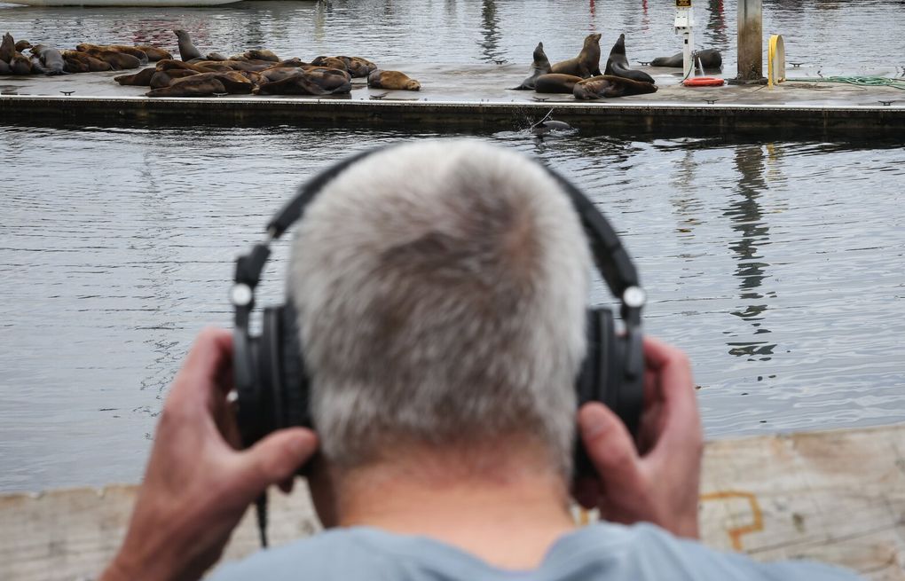 Sea Lion Radio brings Seattle's barks, bleats and yaps to the world