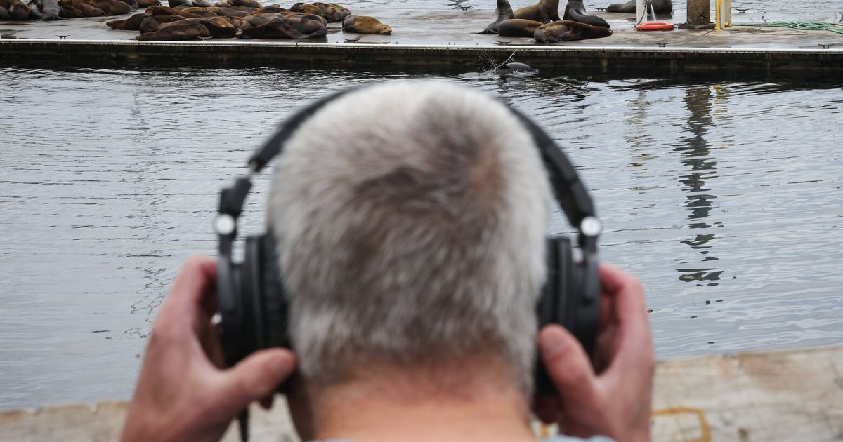 Sea Lion Radio brings Seattle’s barks, bleats and yaps to the world