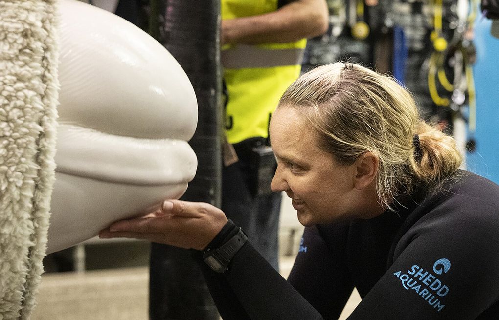 How do you move 30 Beluga whales? With cranes, planes and anti-anxiety medicine