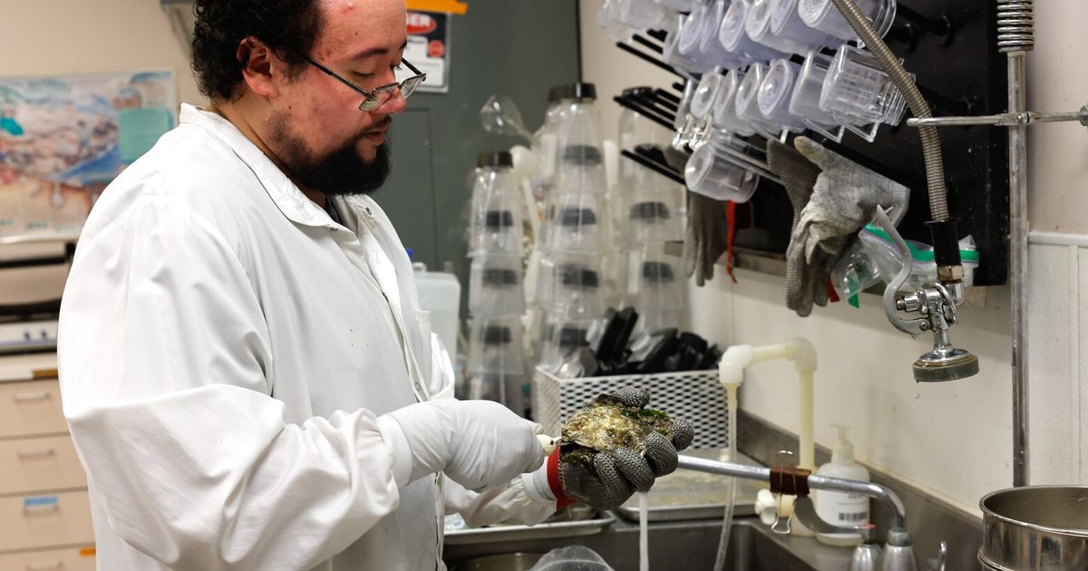 How a WA lab tests shellfish for dangerous toxins
