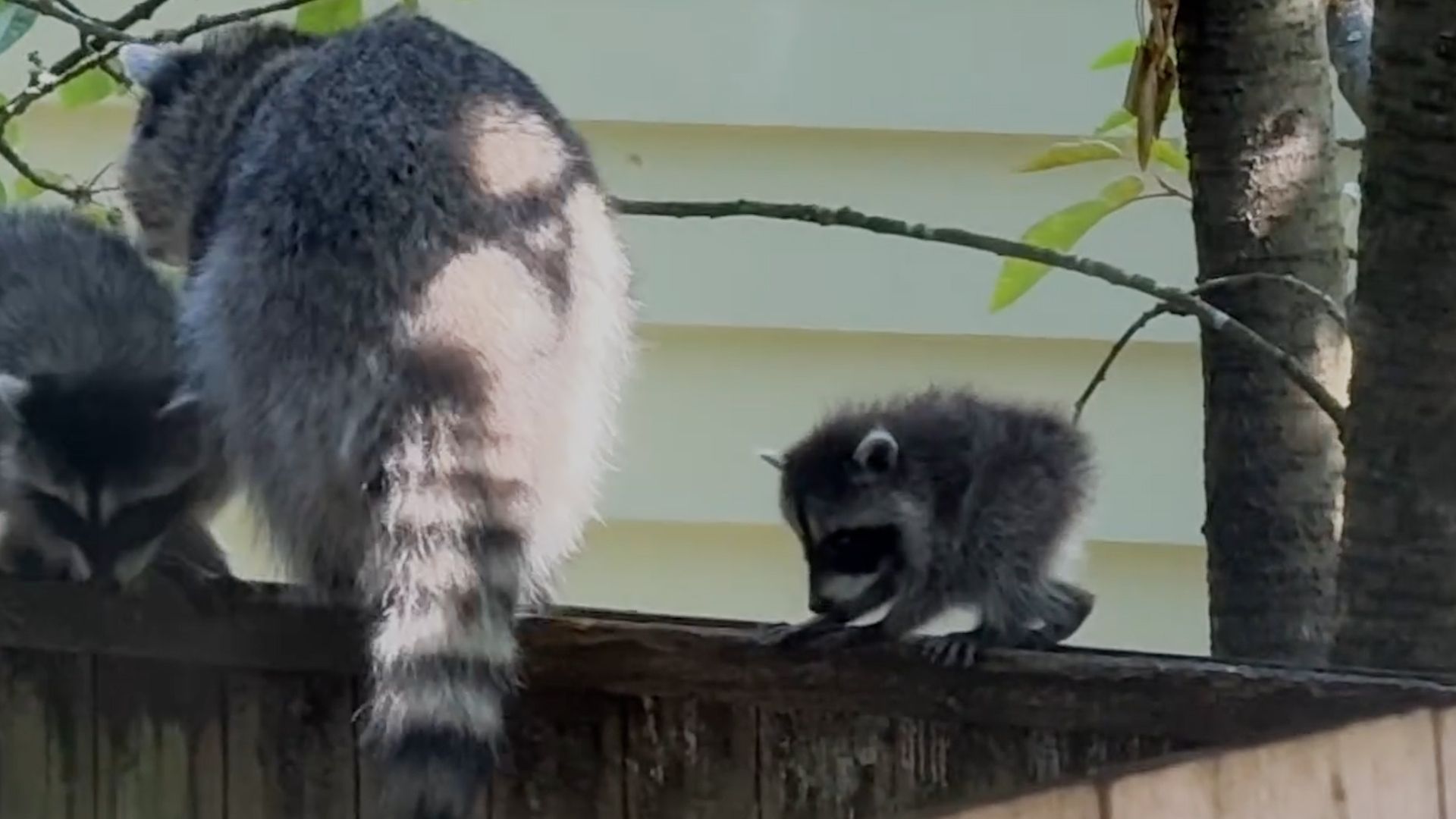 World-famous Seattle raccoon Jimothy’s baby days revealed in fresh footage; how he got his name and viral fame emerges