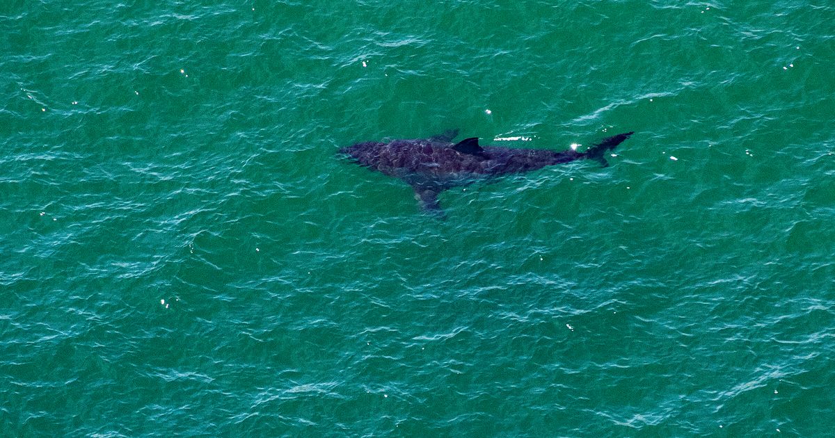 Sharks can hear you swimming from 100 feet away. That’s not necessarily a bad thing