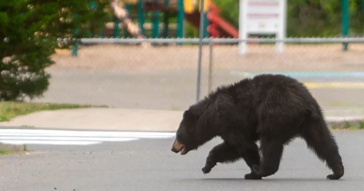 Bear attacks, injures man at apartment complex in mountain town
