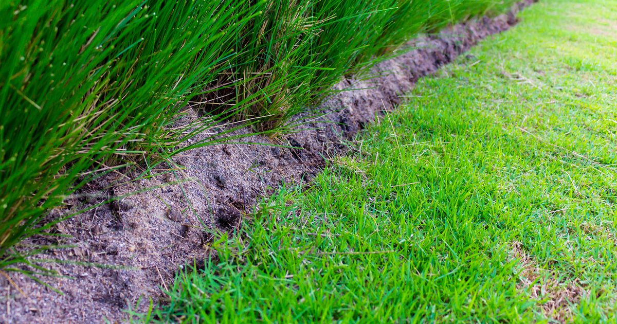 What kind of grass should I use for my lawn?