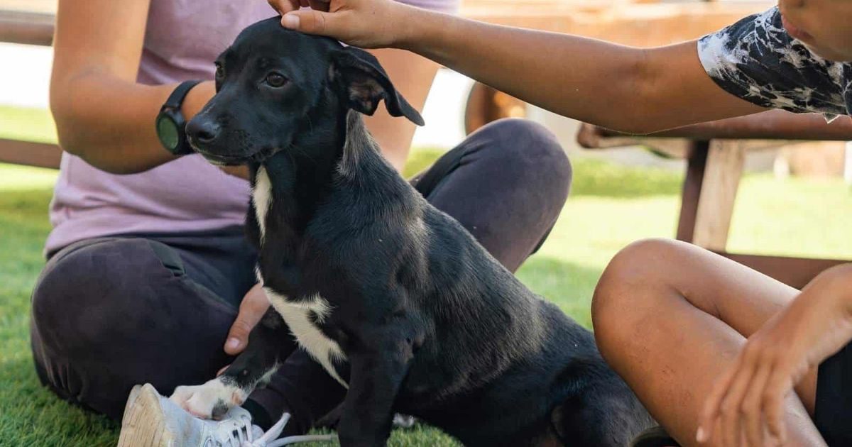 Guests at this all-inclusive Mexico resort are flying rescue dogs home in their carry-on, one vacation at a time