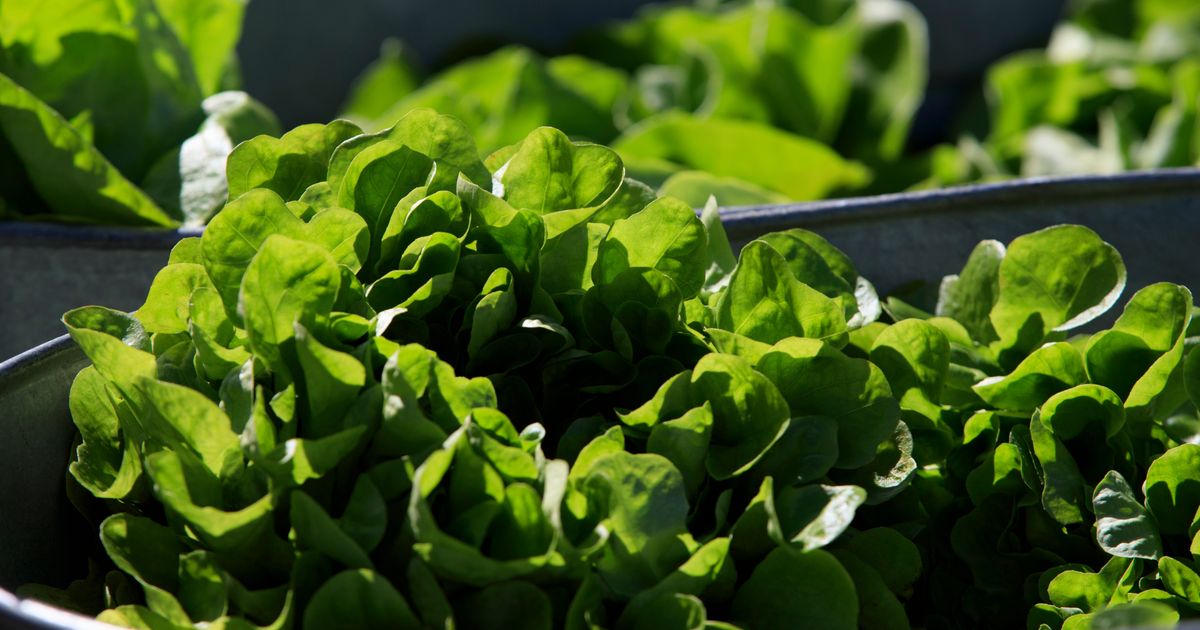 Between prices and a diarrhea-causing parasite, lettuce is causing hard times at some restaurants