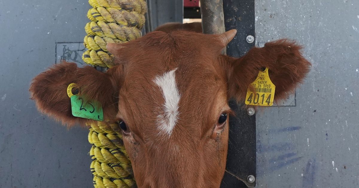US to reopen border to Mexican cattle imports after screwworm shutdown - image 2
