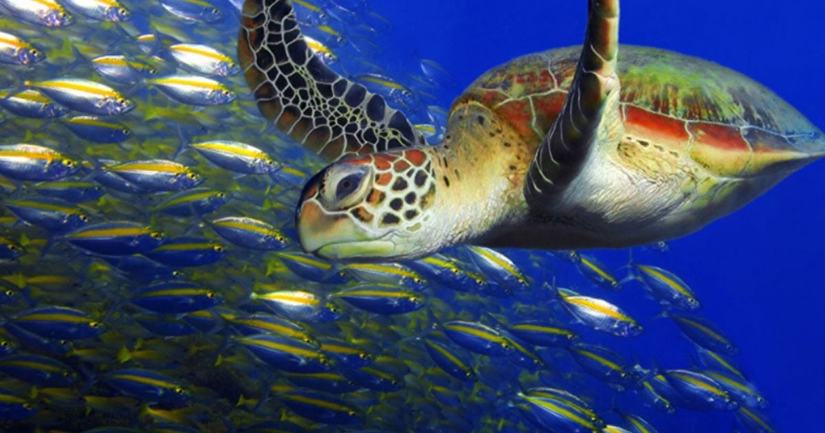 Watching a sea turtle nest is a bucket-list moment, but most travelers do it wrong