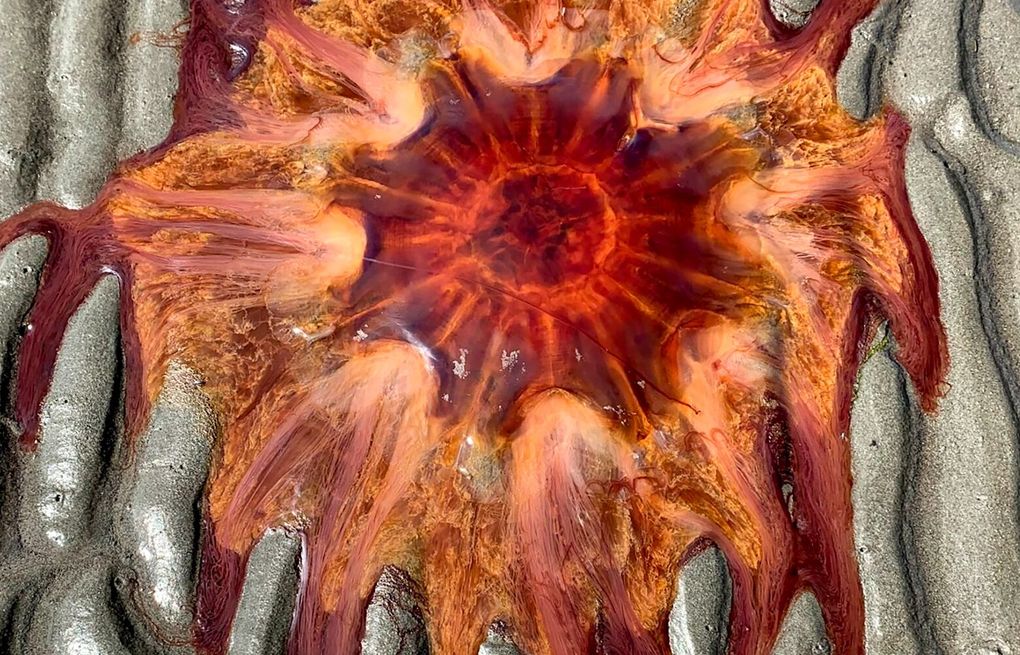 Lion's mane jellyfish melts on Whidbey Island beach