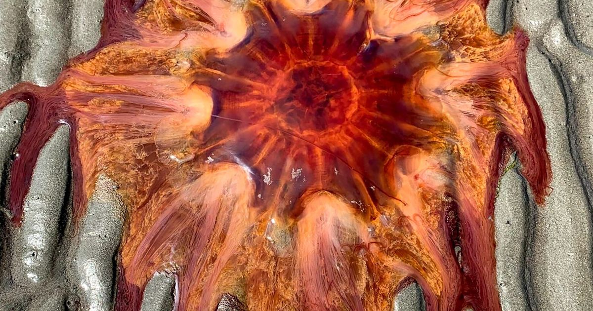 Lion’s mane jellyfish melts on Whidbey Island beach