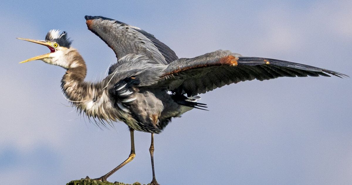 Heron squawks for victory in fishing battle with osprey