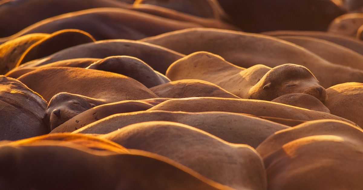 Sea lions get cozy at a Seattle marina
