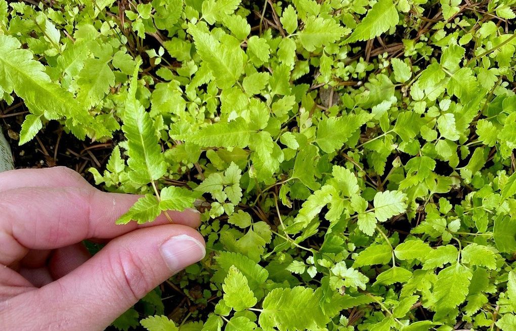 Fern fascination spreads like spores with WA gardeners