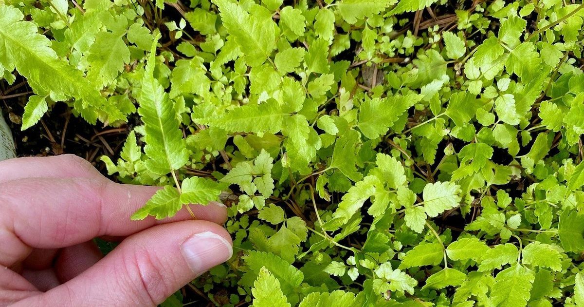 Fern fascination spreads like spores with WA gardeners