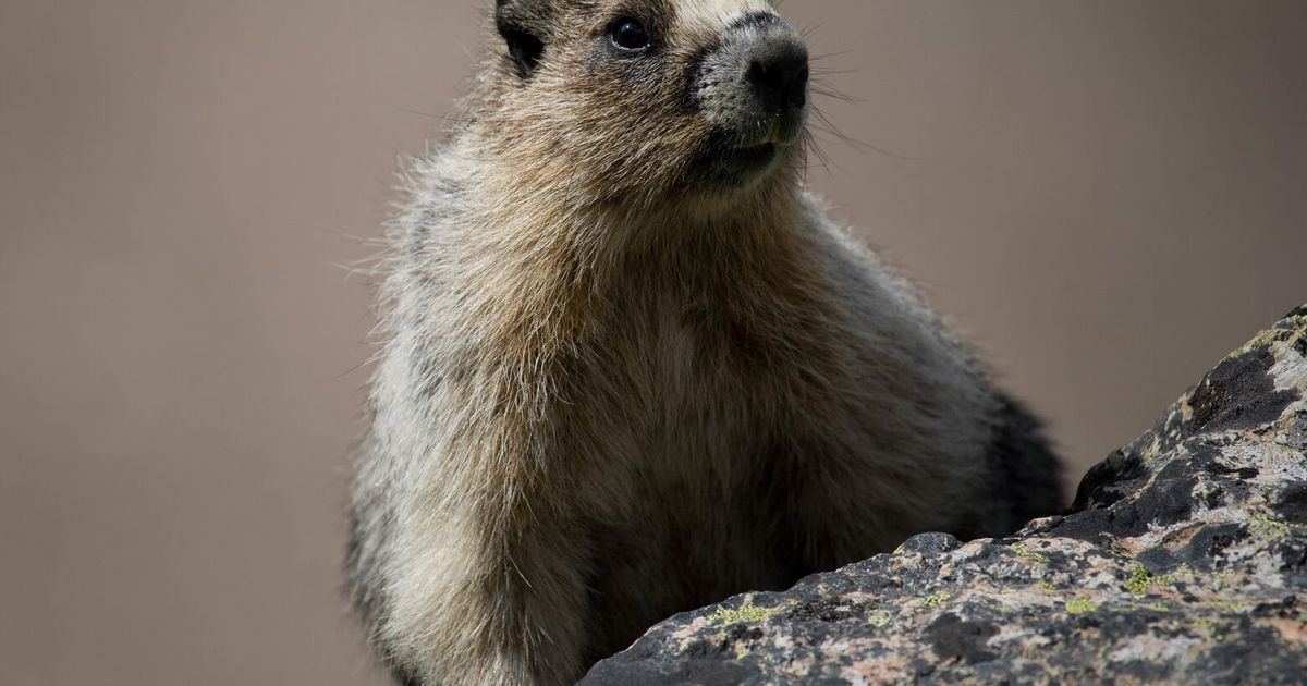 Marmots got money troubles: Cuts to UCLA research lead scientists to OnlyFans