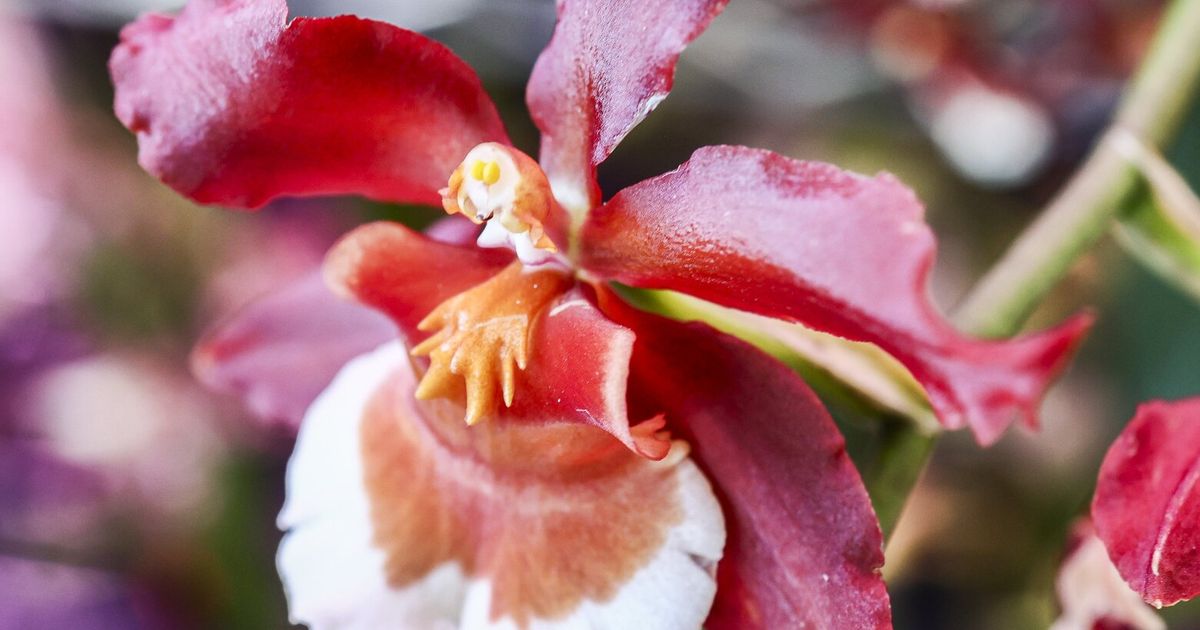 Tacoma plant nursery delights in finding the right orchid for everyone