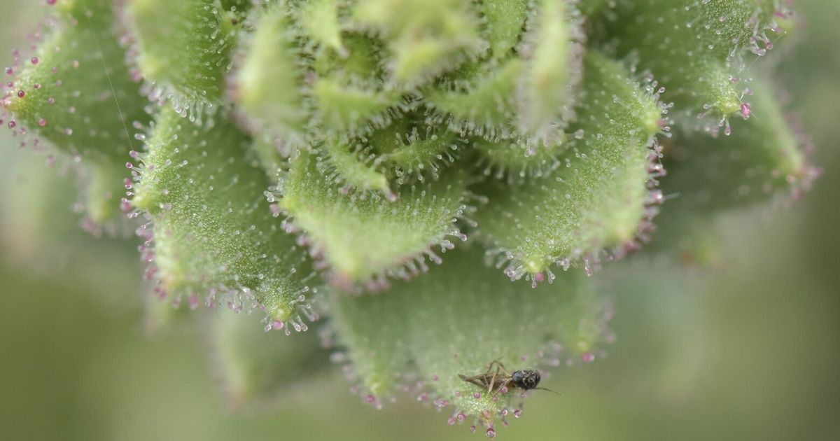 Darwin was right: These plants are carnivores