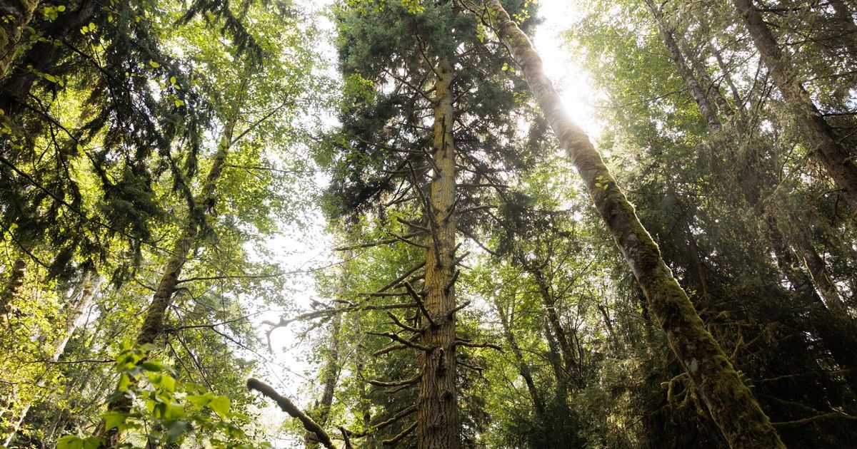 How we can buy time and preserve this WA mixed-species forest