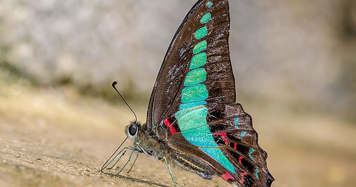 Butterflies take flight in face of climate change and extreme weather