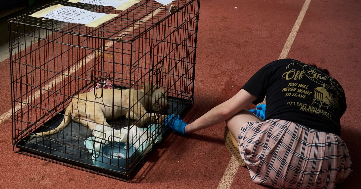 Wildfire near Athens leaves rescuers scrambling to reunite hundreds of animals
