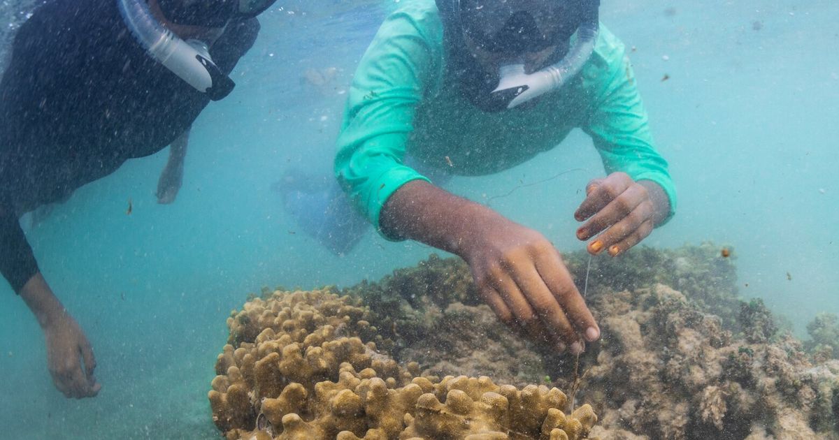 Young activists in the Maldives confront climate threats to their island nation