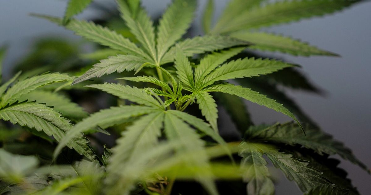 US sees a big jump in nausea cases among frequent marijuana users in the hospital