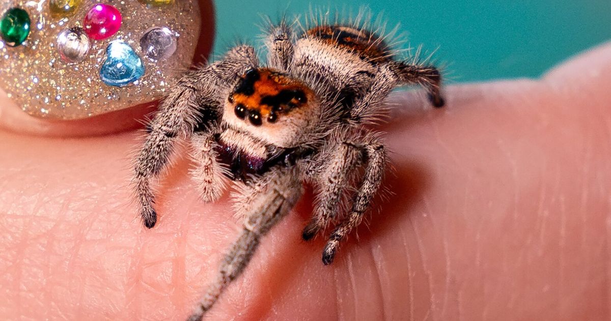 These teeny tiny spiders are social media stars