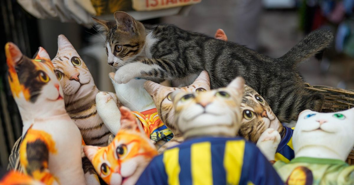 Photos of free-roaming cats that are part of daily life in Istanbul