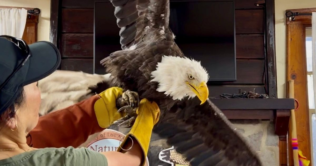 WATCH:  How Jackie the bald eagle brought millions of people together - image 1